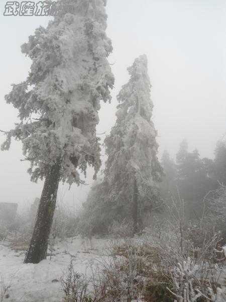 仙女山雪杉 