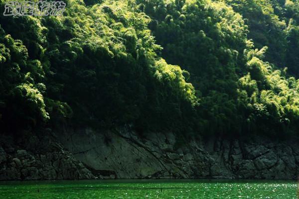 武隆旅游-古木竹海