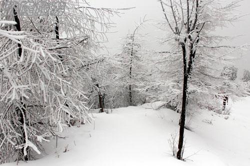 仙女山雪景