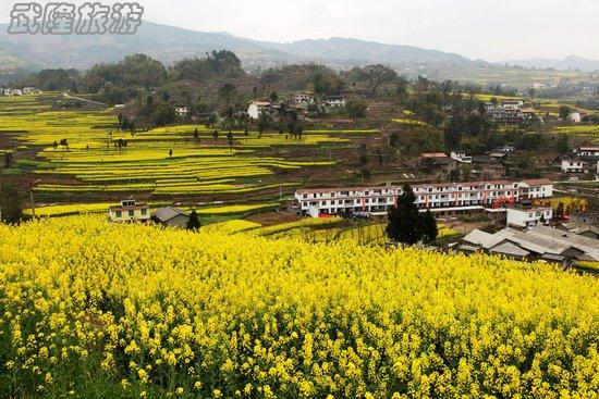 武隆庙垭第二届油菜花节