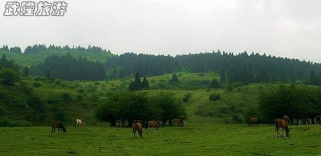 夏季游武隆仙女山 给心灵一次完美旅程