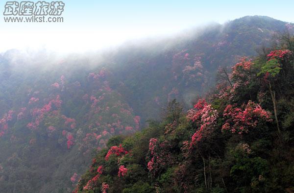 驴行线路——去黄柏凼看杜鹃
