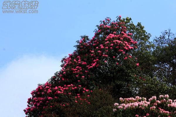 驴行线路——去黄柏凼看杜鹃