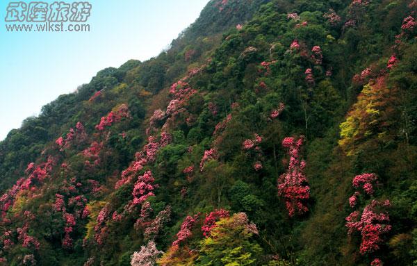 驴行线路——去黄柏凼看杜鹃