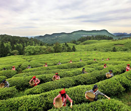 白马山采茶