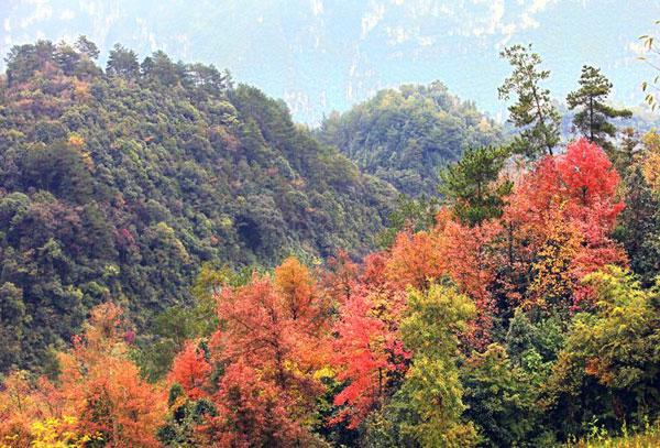 仙女山红叶