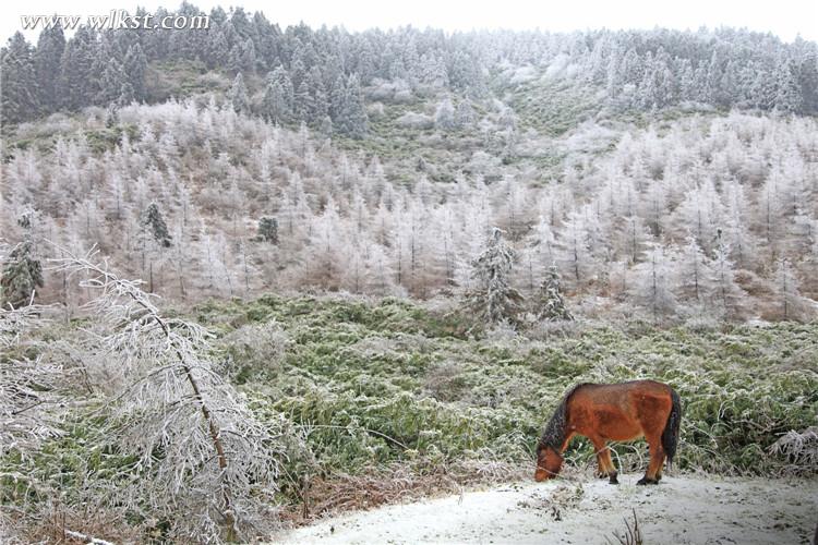 武隆仙女山：雪地奔马 壮哉！美哉！