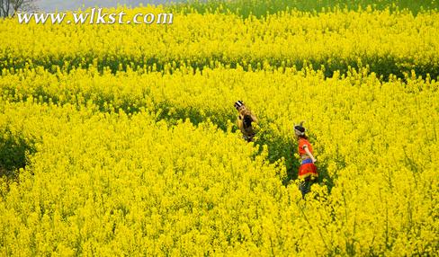 武隆庙垭油菜花乡村旅游季3月6日开幕