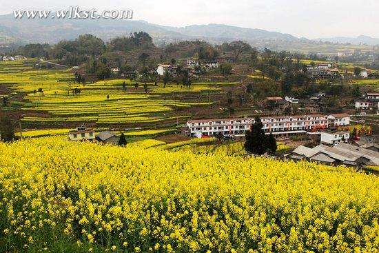 武隆庙垭油菜花乡村旅游季3月6日开幕