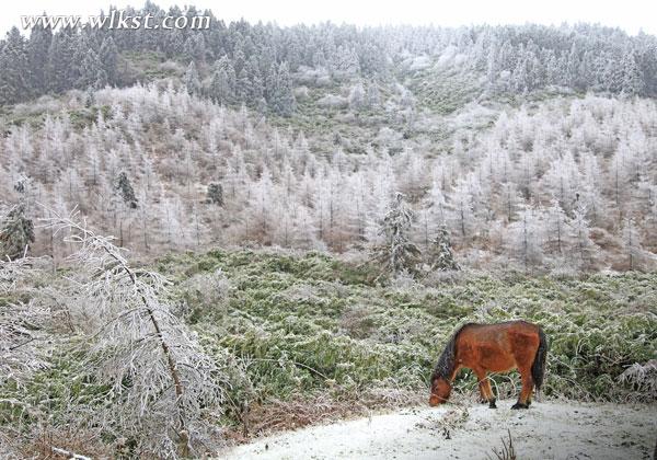 三八节武隆仙女山滑雪去 错过又要等一年！