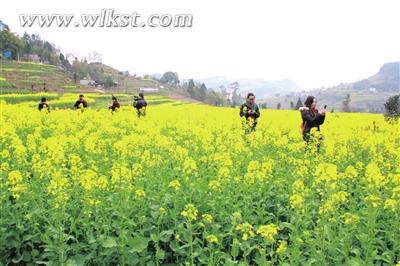 庙垭油菜花地。 欧丽琴/摄  武隆旅游