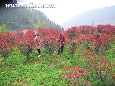 长坝红叶李园。 袁 华/摄 武隆旅游