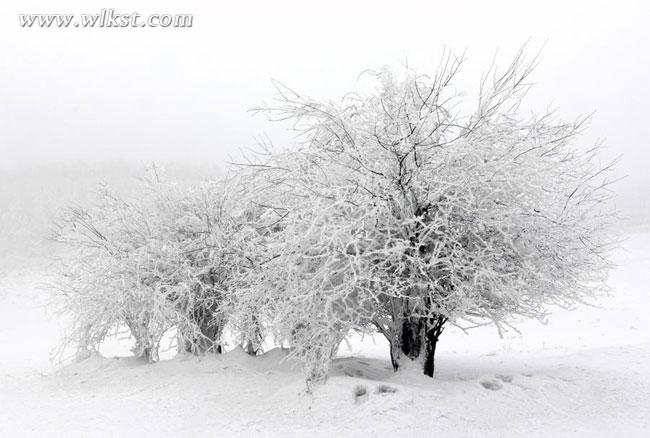 一下雪，仙女山便成了另一个天堂……