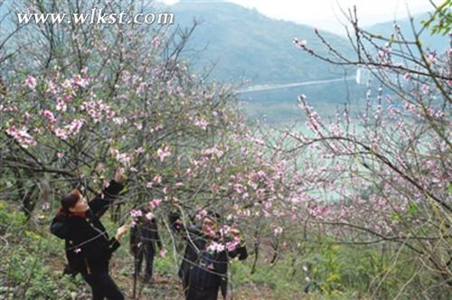 桃花醉人