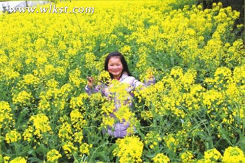 油菜花开