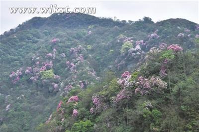 白马满山杜鹃花盛开