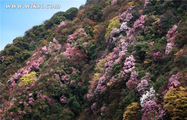 白马山杜鹃   武隆乡村旅游