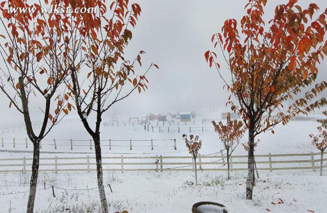 武隆仙女山再降大雪 积雪期即将到来