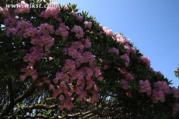 阔柄杜鹃花