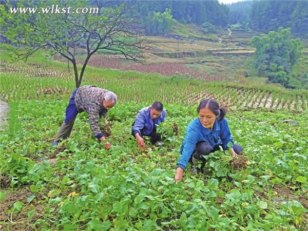  村民移栽油菜幼苗。