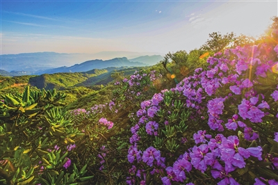 大洞河乡杜鹃花