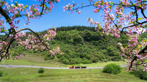 仙女山开往春天的小火车