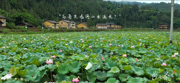 山水茶境点